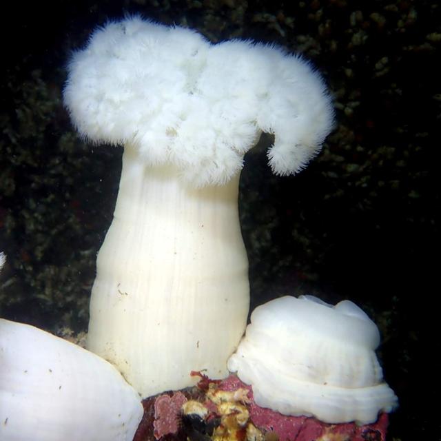 Un specimen de Metridium farcimen.&nbsp;© Christopher Wells