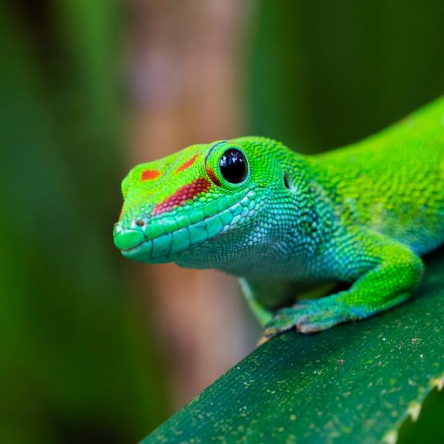 Un gecko (Téiide) : les lézards sont parmi les rares vertébrés à maîtriser la parthénogenèse, une forme de reproduction asexuée fascinante.&amp;nbsp;© Pascal Halder, Adobe Stock