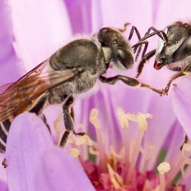 Comment différencier abeille, guêpe, frelon et bourdon — free download