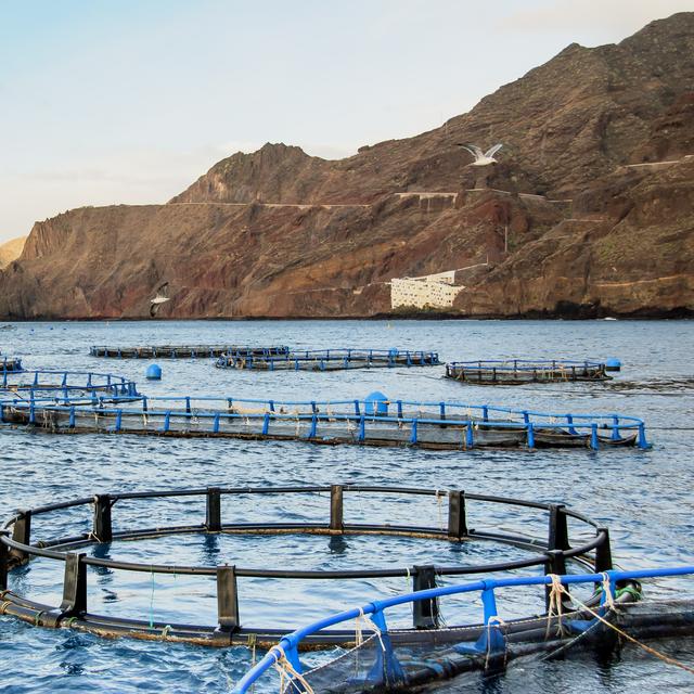L’aquaculteur surveille son élevage de poissons et veille à leur bonne reproduction et à leur bonne croissance. © vallefrias, Fotolia.