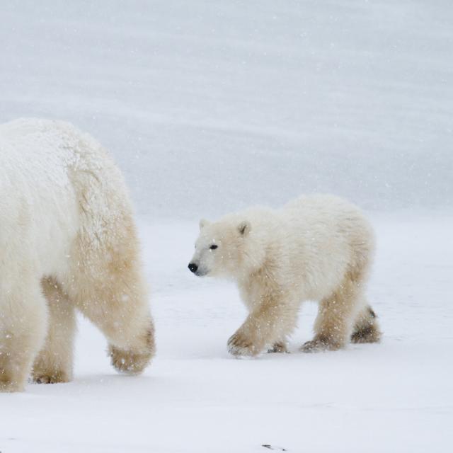 L’ours polaire est l’un des symboles de l’Arctique. Il est absent de&amp;nbsp;l&#39;Antarctique. © sbthegreenman, fotolia