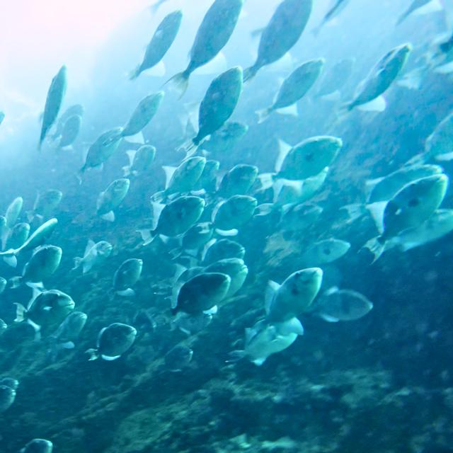 Un banc de balistes communs, Balistes capriscus. Ces poissons sont capables de détecter l'arrivée d'une tempête et de se réfugier en profondeur un ou deux&nbsp;jours à l'avance. © Tiago Thedim, Wikimedia Commons