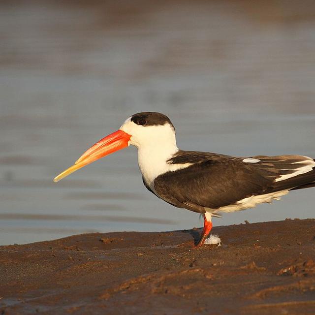 Un bec-en-ciseau à collier (Rynchops albicollis) photographié en Inde. © Davidvraju, CC-by-sa 4.0