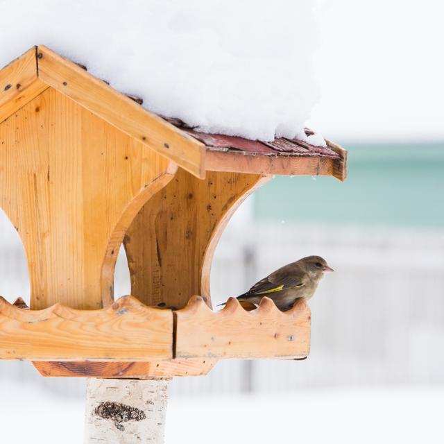 L&#39;hiver, les petits oiseaux autour de chez vous nécessitent un coup de pouce, mais pas n&#39;importe comment ! © protivnica, Adobe Stock