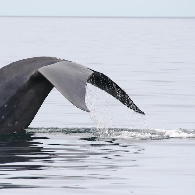 Quelle la durée de gestation d'une baleine bleue — free download