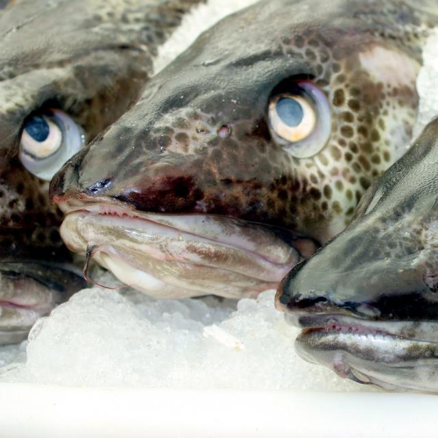 Incroyable mais vrai : ces poissons ont un sang transparent unique au ...