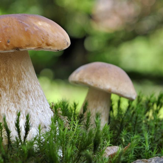 Le cèpe de Bordeaux est un champignon comestible. © coco, Fotolia