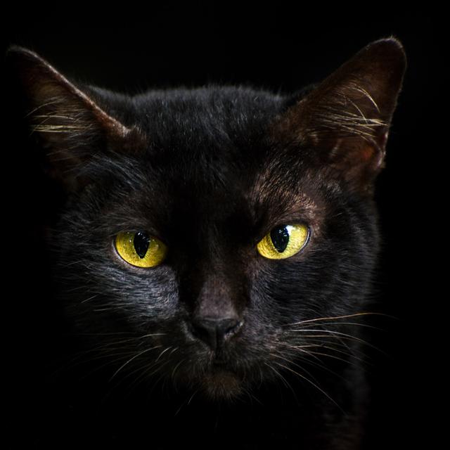 Universelles, ancrées dans toutes les cultures, les superstitions offrent l’illusion rassurante de maîtriser l’imprévisible. © Sarayut_sy, Adobe Stock