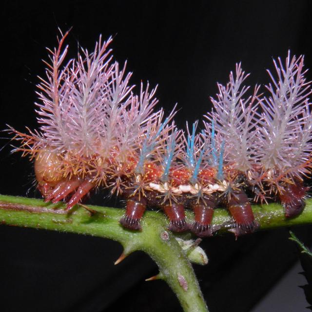 La chenille d&#39;Automeris niepelti au stade L4, juste après la mue. © Coppens, B., Breeding Butterflies