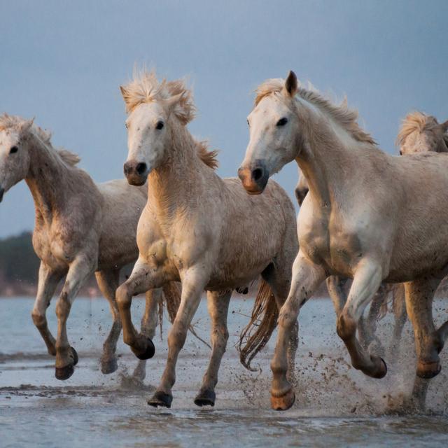 Les chevaux de Camargue sont aussi bien appréciés pour les randonnées équestres que pour les compétitions sportives. © erika, fotolia