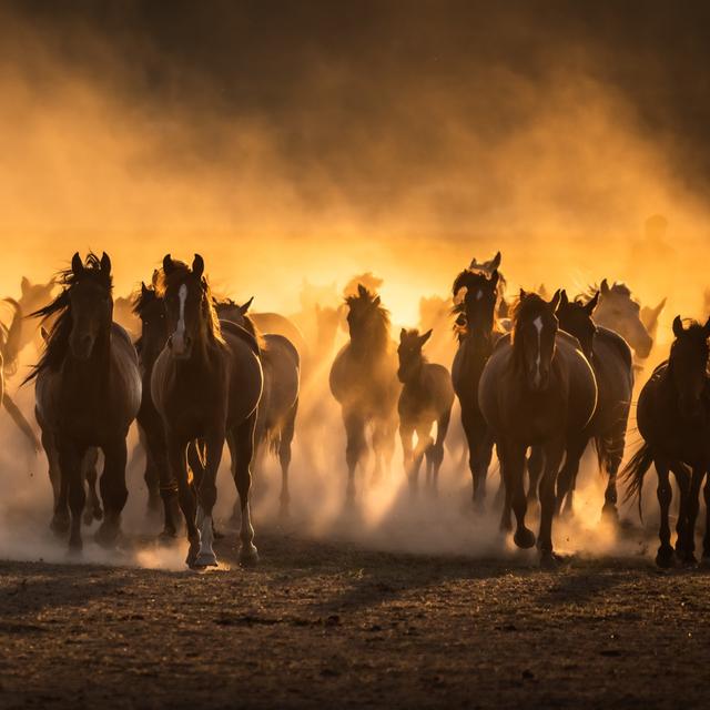 Chevaux courant dans la Cappadoce,&nbsp;région semi-aride du centre de la Turquie. © PawelUchorczak, Adobe Stock