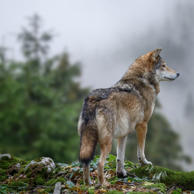 Loup ou chien ? En Grèce, un hybride intrigue les scientifiques et questionne nos rapports à la nature ©&nbsp;byrdyak, Adobe Stock.