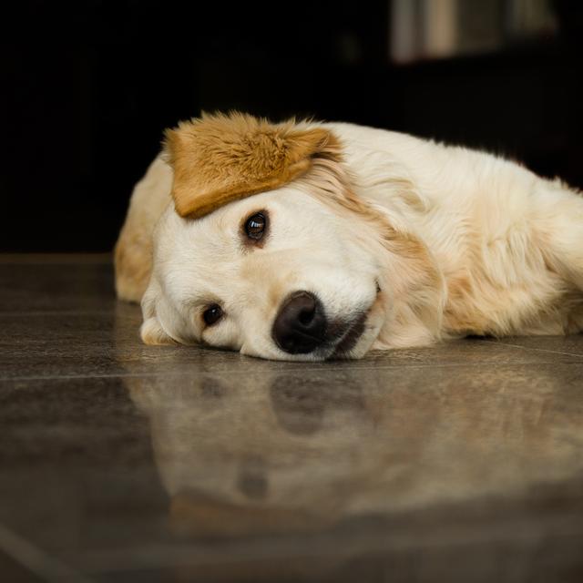 Cellules endommagées, prise de poids après la castration et possibilité accrue de contracter certains cancers guettent les animaux exposés à la fumée. © aralezi, shutterstock.com