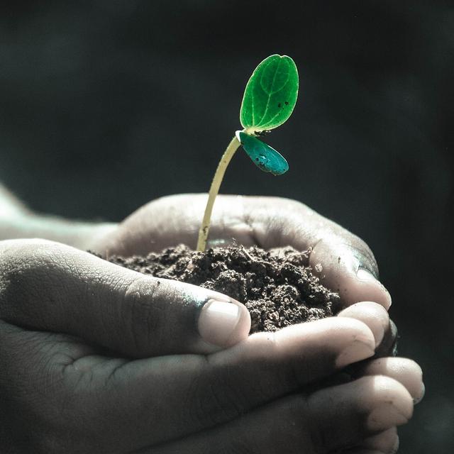 Une loi autorisant la transformation en compost humain après sa mort vient d&#39;être promulguée dans l&#39;État de Washington, une décision sans précédent aux États-Unis. © DP