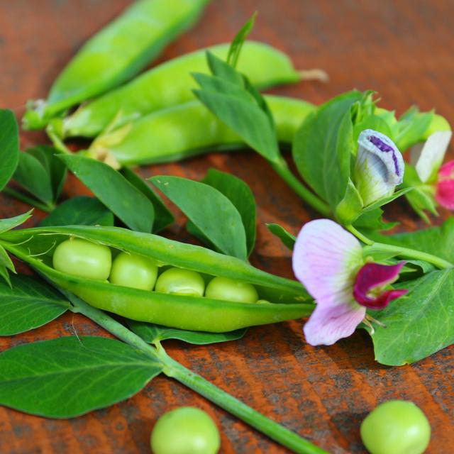 © Sophie Crameri, Flammarion, 2025