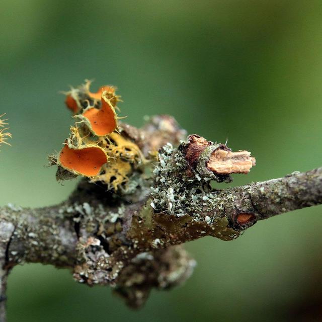 Lichen fruticuleux. Teloschistes chrysophthalmus. Il est très sensible à la pollution atmosphérique. C&#39;est une espèce très spectaculaire qui pousse uniquement sur les arbres face au soleil. Les lobes présentent de nombreuses fibrilles marginales. Ses apothécies orange, qui sont très fréquentes, mesurent 2 à 7 mm, elles sont bordées de cils clairs. Photo prise dans l&#39;Hérault, France. © Yannick Agnan - Tous droits réservés
