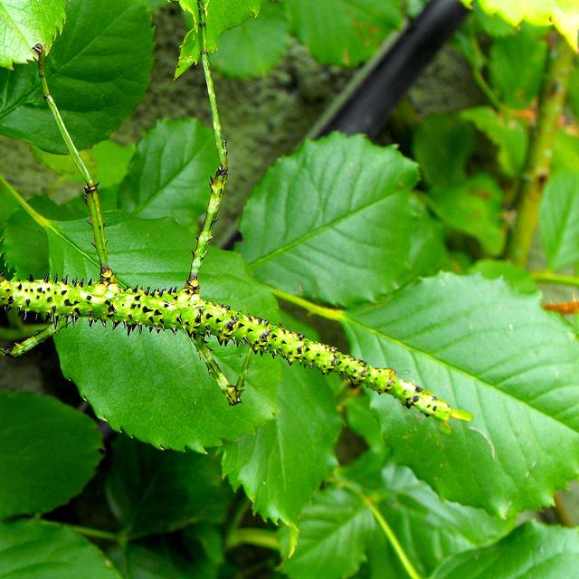 Le phasme épineux de Nouvelle-Zélande. Le phasme épineux (Acanthoxyla prasina) vit principalement en Nouvelle-Zélande. Il possède une peau épineuse ressemblant aux branches des plantes qu’il déguste. L’espèce se reproduit selon un mode monoparental appelé parthénogenèse : la femelle produit les œufs sans l’aide du mâle. À ce jour, aucun phasme épineux masculin n’a d’ailleurs été trouvé. Origine : Nouvelle-Zélande. © Alan Gilchrist, Wikimedia Commons, CC by-sa 3.0