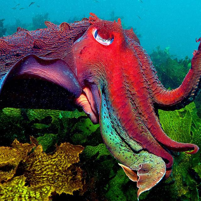 L’impressionnante seiche géante australienne. La seiche géante australienne (Sepia apama) est l&#39;une des plus grandes espèces de seiches au monde. Comme son nom l’indique, on la retrouve sur les côtes australiennes allant du sud du Queensland à l’Australie-Méridionale. Localisation : Sydney (Australie). © Catlin Seaview Survey, Underwater Earth, Jayne Jenkins
