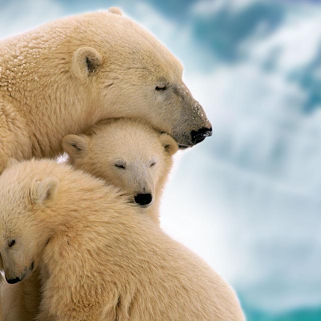 Les oursons blancs, bébés du froid. Les ours polaires ou ours blancs (Ursus maritimus) souffrent aujourd&#39;hui du réchauffement climatique qui réduit la banquise. Le plus souvent, l&#39;ourse polaire a des portées de deux oursons. © myheimu, CC by-nc 2.0