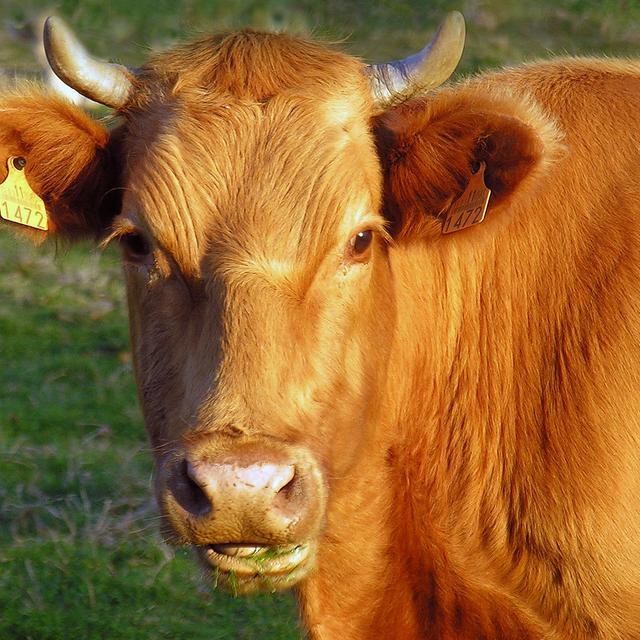 La blonde de Galice ou Rubia galega est une race d’origine espagnole. Ces animaux sont de grande taille (135-150 cm au garrot), parés d’une robe froment. Ils sont élevés en Galice, où ils représentent la majorité du cheptel bovin. La Rubia galega est ce que l’on appelle une race à tout faire, utilisée aussi bien pour sa force que son lait ou sa viande. © IES MANUEL GARCÍA BAR, CC by-nc 2.0