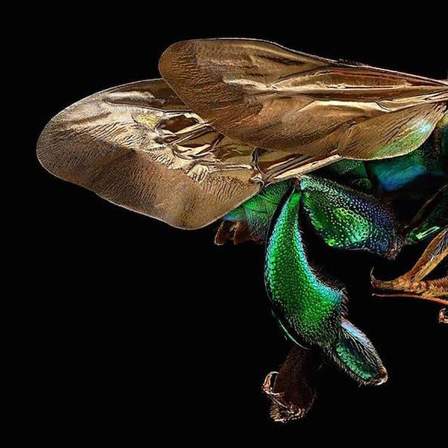 La forme de la carapace de ce coléoptère vivant en Chine lui a valu le surnom de scarabée tortue. Platypria melli est une merveille de complexités. Sa belle carapace cuivrée est marquée d’une multitude de petits trous et hérissée d’épines à ses extrémités. Leurs fonctions ne sont pas claires mais sont probablement défensives ou aident au camouflage de l&#39;insecte parmi la végétation. La lumière qui passe à travers cet échantillon révèle des zones où les ailes sont très fines. © Levon Biss