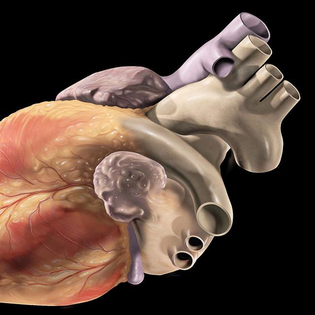 Sur cette illustration, le cœur est présenté sans sa tunique, le péricarde, une sorte de sac qui enveloppe le cœur. De forme conique, sa pointe, ou apex, dirigée vers le bas, se trouve au niveau du ventricule gauche. En haut à droite, observez la crosse de l’aorte (en gris), d’où partent trois grosses artères : l’artère subclavière gauche, l’artère carotide commune gauche et le tronc brachio-céphalique.© Patrick J. Lynch, CC by-sa 2.5