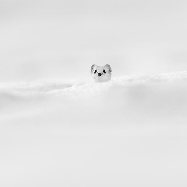 Comme un petit périscope de sous-marin, cette hermine sort discrètement la tête de la neige. Elle attend d’être sûre que tout autour d’elle&amp;nbsp;soit calme et apaisé. À ce moment-là seulement, elle décidera de sortir de couvert pour s’élancer à la recherche d’une proie.Notez que l’hermine vit généralement dans les régions montagneuses. Ici, dans le Jura. Et c’est en hiver uniquement que sa fourrure apparaît blanche, pour lui permettre de se fondre dans la neige. Mais le bout de sa queue, que l’on ne discerne pas ici, reste toujours noir. Peut-être pour tromper les prédateurs.&amp;nbsp;© Gregory Pol, tous droits réservés