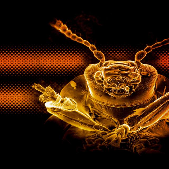 Les chrysomèles (Chrysomelidae) forment une très vaste famille de coléoptères comprenant plus de 37 000 espèces connues, réparties en 2 500 genres. Même s&#39;il est impossible de le dire en regardant cette image, prise par en dessous, les chrysomèles ont souvent un dos métallisé très coloré.&amp;nbsp;© Chuck Daghlian/Louisa Howard, domaine public