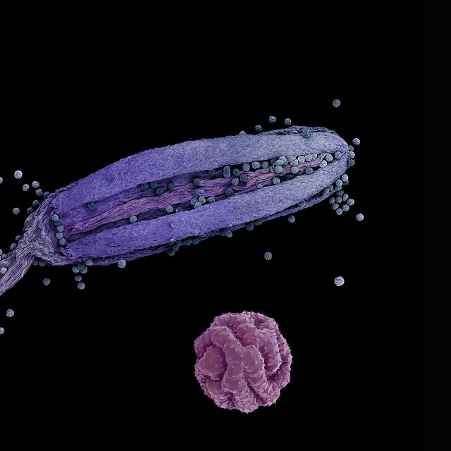Cela ressemble aux premiers instants de la vie d&#39;un être humain, la rencontre du spermatozoïde et de l&#39;ovule, sauf qu&#39;il s&#39;agit là de l&#39;anthère, la partie supérieure de l&#39;étamine, et de son pollen, les organes de l&#39;appareil reproducteur de l&#39;Anemone hortensis, l&#39;anémone des jardins qui fait partie de la famille des Ranunculaceae. Une petite plante, vénéneuse, qui s&#39;épanouit dans le sud de la France et en Corse.Anthère et de pollen d&#39;anémone des jardins. Anemone hortensis. © Rob Kesseler, tous droits réservés
