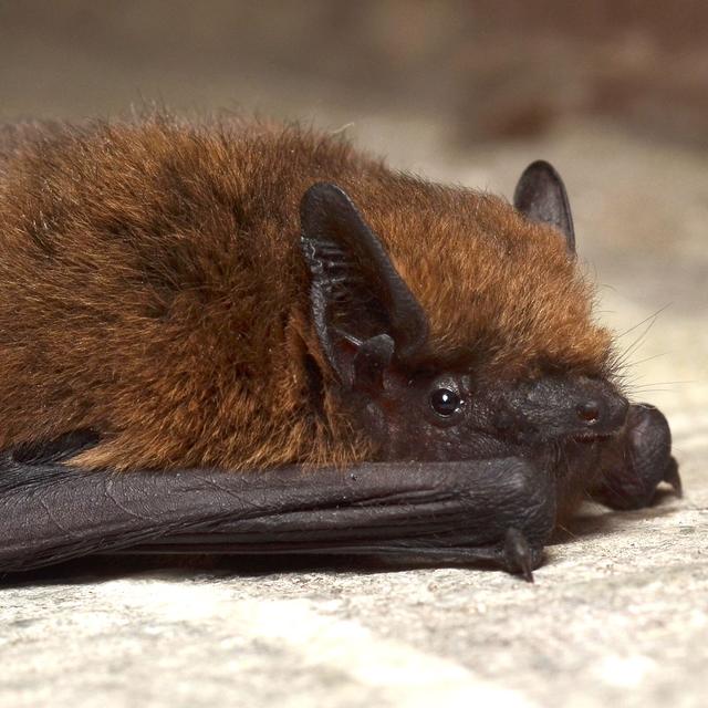 La pipistrelle commune — connue des spécialistes sous le nom de Pipistrellus pipistrellus — est une petite chauve-souris — elle pèse moins de 8 grammes — que l’on rencontre communément en Europe. Elle est notamment très répandue en France. Elle n’en reste pas moins une espèce protégée.Elle se nourrit de moustiques et de petits insectes nocturnes trouvés à proximité des points d’eau, des jardins… ou des lampadaires. Il parait qu’une seule pipistrelle peut capturer, grâce à un vol rapide et papillonnant, jusqu’à 600 insectes par heure de chasse. Elle aime ensuite se cacher dans les défauts des habitations humaines ou même dans les greniers ou derrière les volets. On la dit anthropophile. © Gilles San Martin, Wikimedia, CC by-sa 2.0
