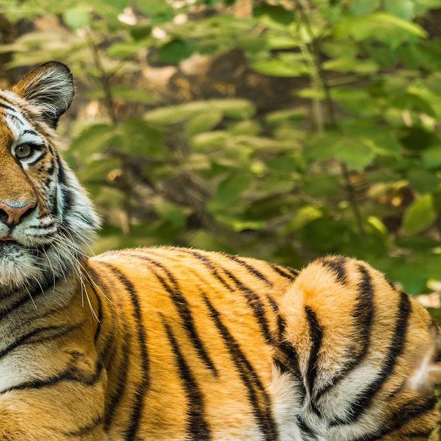 Les tigres sont les plus grands félins terrestres et des superprédateurs particulièrement redoutables. Cerf, sanglier ou même buffle, peu de proies résistent à leurs attaques. Reconnaissables entre mille avec sa fourrure rousse rayée de noir, le tigre de Sibérie est l'espèce la plus imposante, il peut mesurer jusqu'à 3 mètres de long et peser 300 kilos. Les tigres sont des animaux solitaires qui ne rencontrent leurs congénères que pour se reproduire. La femelle met bas, après trois mois de gestation, deux à trois petits en moyenne. Ils resteront près de leur mère jusqu'à deux ans. Bien que les tigres vivent dans des habitats très divers, allant des plaines glacées de Sibérie à la jungle dense de Sumatra, leur environnement ne cesse de se réduire. Aujourd'hui, ils vivent essentiellement en Inde, pays qui concentre la moitié de la population sauvage de ces grands félins. © Heidelbergerin, CCO