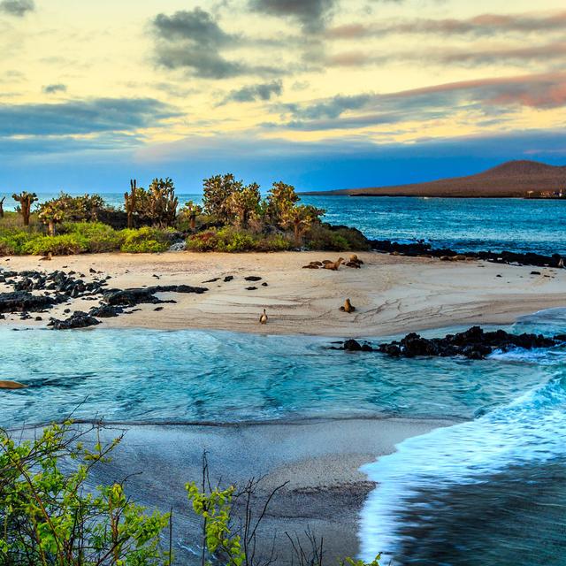 L&#39;Équateur est un pays d&#39;Amérique du Sud, blotti entre le Pérou et la Colombie. Il compte dans son territoire les&amp;nbsp;Îles Galapagos, situées dans l&#39;océan Pacifique. Cet archipel d&#39;îles volcaniques et d&#39;îlots est un joyau inscrit au patrimoine de l&#39;Unesco dès 1978. Son isolation à plus de 1 000 km du continent sud-américain a, entre autres,&amp;nbsp;permis le développement d&#39;une faune et d&#39;une flore endémiques, des espèces qui sont notamment protégées au sein de la réserve marine des Galapagos et du parc national des Galapagos. L&#39;Unesco parle d&#39;un « musée vivant et une vitrine de l’évolution » qui aurait inspiré à Charles Darwin sa théorie de l&#39;évolution.© Rene, Adobe Stock