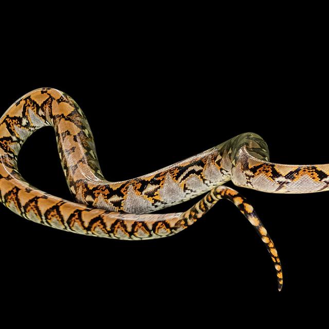 Ce serpent constricteur est l&#39;un des plus grands serpents du monde. En effet, il mesure en moyenne entre 4 et 9 mètres pour un poids compris entre 90 et 140 kilos. © bennymarty, Fotolia