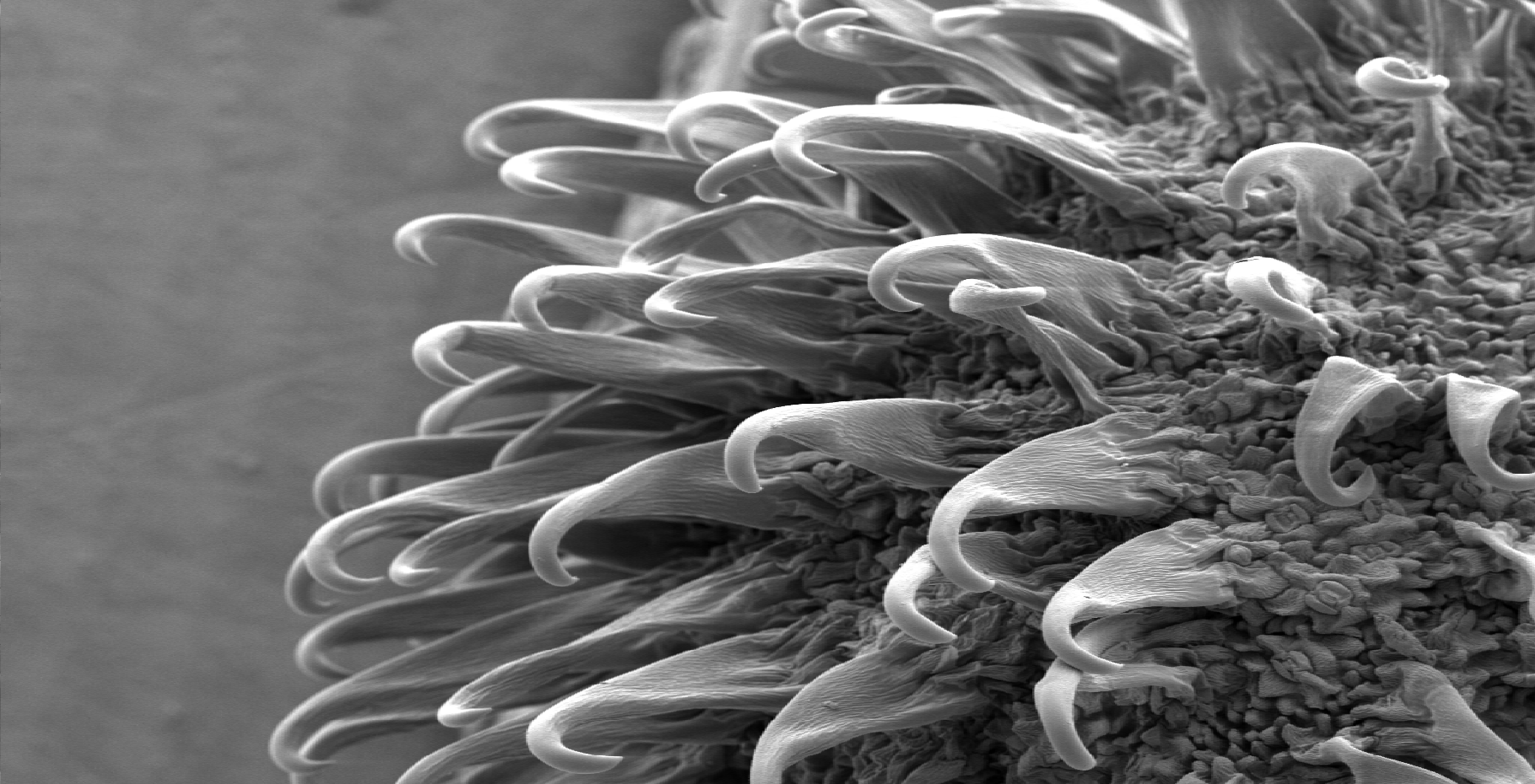 En regardant une graine de bardane, il est difficile d&#39;imaginer une quelconque application pour la vie quotidienne. Pourtant, elle a&amp;nbsp;inspiré les scientifiques pour créer le velcro en 1941. Les graines de bardane sont entourées de petits crochets qui facilitent leur dispersion. En observant cela, George de Mestral, un ingénieur suisse imagina deux bandes de tissu complémentaires : une bande faite de velours et une bande faite d&#39;une multitude de petits crochets, comme les graines de bardane.© SecretDics, Wikimedia Commons, Creative Commons Attribution-Share Alike 3.0 Unported license