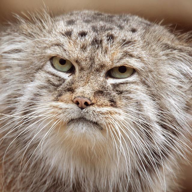 Le manul est la seule espèce du genre&nbsp;Otocolobus. Ce petit félin, entre 50 et 65 cm, loge dans les steppes d'Asie centrale. Il survit jusqu'à -50 °C ! Par&nbsp; la localisation de son habitat, sa fourrure est longue et épaisse. Il ne pèse que de 2,5 à 4,5 kilos. Plutôt roux dans le sud de son aire de répartition, il est davantage gris au nord. On estime sa longévité à quelque 11,5 ans. Principalement actif au crépuscule, il chasse de petits mammifères tout en se protégeant des prédateurs. Sa petite taille le rendant vulnérable.Après une grossesse de 66 à 74 jours, la femelle donne naissance à des portées de trois à quatre chatons en moyenne. Sa tanière se cache dans une grotte ou une cavité quelconque. Ses petits sont protégés par un duvet jusqu'à leur deuxième mois, et quittent les pattes de leur mère à huit mois. Il est surnommé le chat de Pallas.© ArtushFoto
