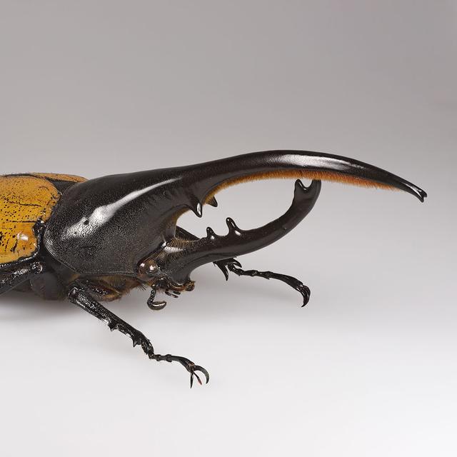 Dynastes hercules ecuatorianus. © Didier Descouens, Wikimedia Commons, CC 4.0