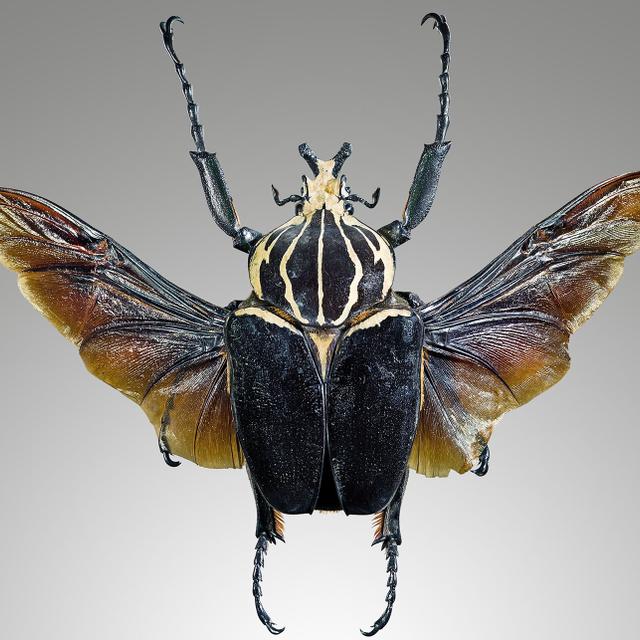 Le scarabée goliath,&amp;nbsp;Goliathus goliathus. © Didier Descouens,&amp;nbsp;Wikimedia Commons, CC by-sa 4.0