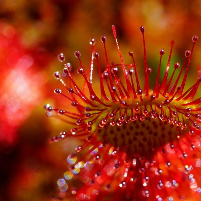 Drosera rossolis.&amp;nbsp;Le Drosera à feuilles rondes, synonyme de Rossolis, est une plante carnivore originaire de marécages d’Afrique du Sud. Il piège les insectes comme les mouches, fourmis ou moustiques pour se nourrir.&amp;nbsp;© Hans, Pixabay, DP