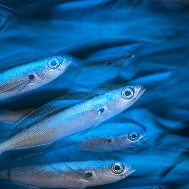 Ici, un banc de poissons fusiliers photographiés en pose lente. Très répandus sur l&#39;île de Mayotte, cette famille de poisson, de son nom scientifique Caesionidae&amp;nbsp;contient plus de quatre genres et vingt espèces, qui sont très difficiles à distinguer les unes des autres. Ils vivent souvent en bancs près de la surface, ici à moins de 40 mètres de profondeur au niveau du passe bouéni.&amp;nbsp;