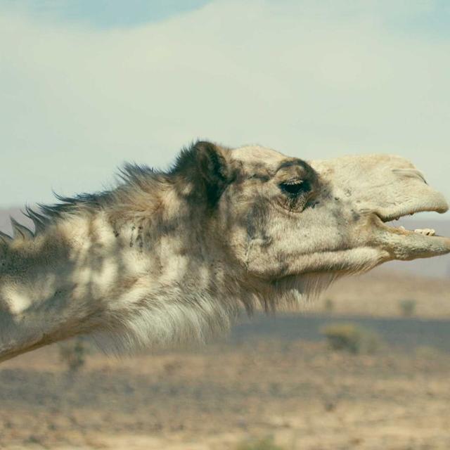 Le photographe naturaliste Rémi Dupouy en grande conservation avec un dromadaire. À&amp;nbsp;travers ces photographies, il dresse les portraits nuancés des relations entre animaux&amp;nbsp;et humains à travers le monde.© Rémi Dupouy, tous droits réservés&amp;nbsp;