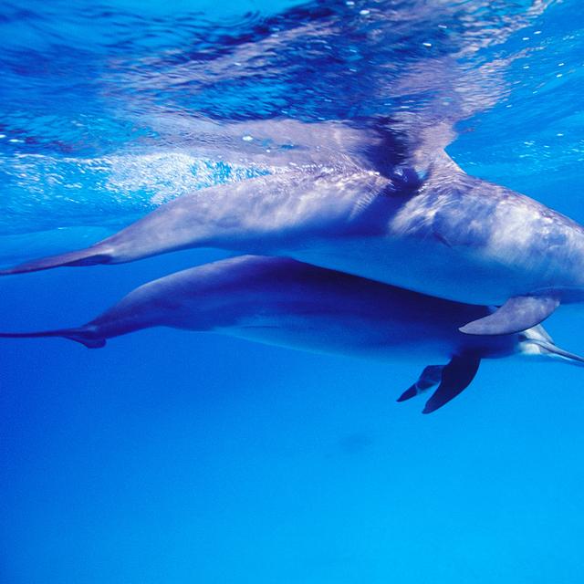 Dauphin à long bec. © Alexis Rosenfeld, tous droits réservés