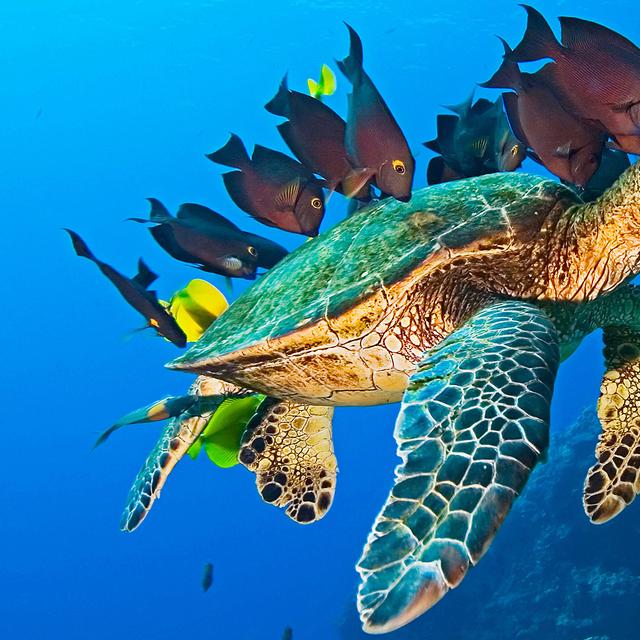 Définition | Reptile mammalien : qu'est-ce que c'est ? | Futura planète