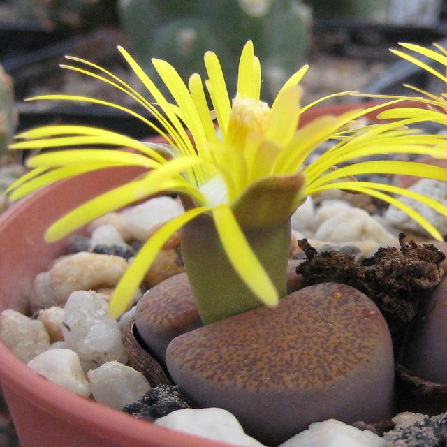 Lithops lesliei ssp.. Lithops lesliei ssp. lesliei v. mariae Cole-Nr. 141 in Kultur. © Michael Wolf, CC by-sa 3.0