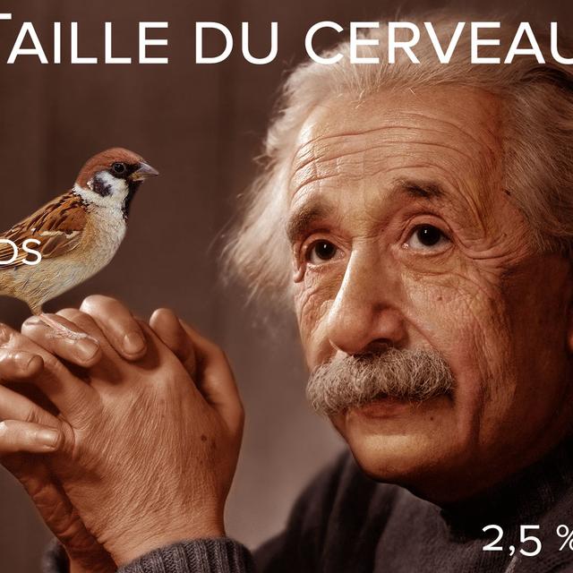 L’Homme, même pas une cervelle de moineau. On vous dit souvent que vous avez une cervelle de moineau ? C’est un très beau compliment ! Car, pendant longtemps, pour se rassurer, l’espèce humaine a considéré que l’intelligence se mesurait en fonction du rapport entre la taille du cerveau et la taille du corps car, croyait-elle, elle était la championne selon ces critères. C’est faux ! Le cerveau humain, représenté ici par Albert Einstein, ne compte que pour 2 à 2,5 % du poids du corps. Chez le moineau, la proportion s’élève à 7 % ! © Skeeze Wikipédia, DP - InformiguelCarreño, CC by-sa 4.0