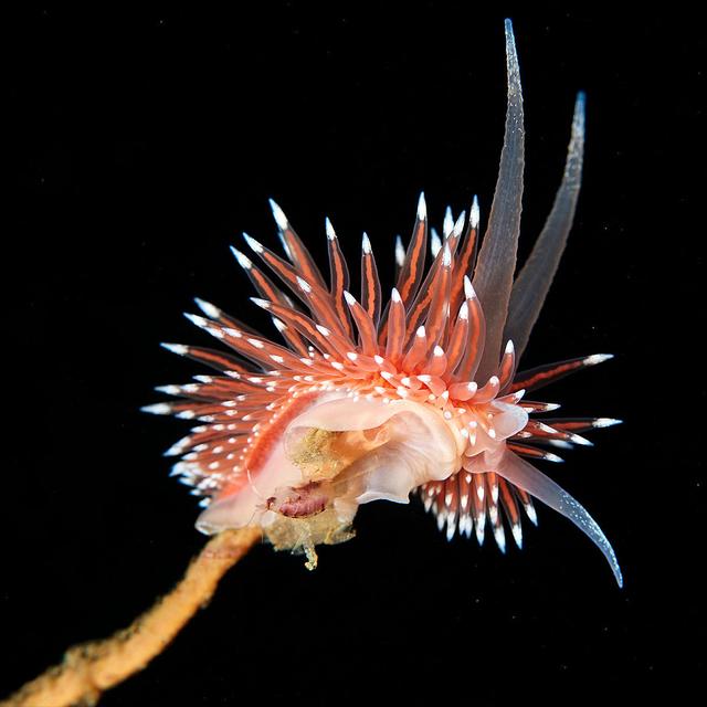 La rayonnante flabelline polaire : Flabellina polaris. Les nudibranches sont des mollusques gastéropodes possédant leurs branchies, organes de la respiration, hors du corps. Ils ont également une paire de tentacules servant à palper le substrat sur lequel ils évoluent. Les flabellines, comme ce Flabellina polaris vivant en Arctique, sont hermaphrodites. Elles disposent des organes sexuels des deux sexes, mais elles ne peuvent pas s’autoféconder. © Alexander Semenov