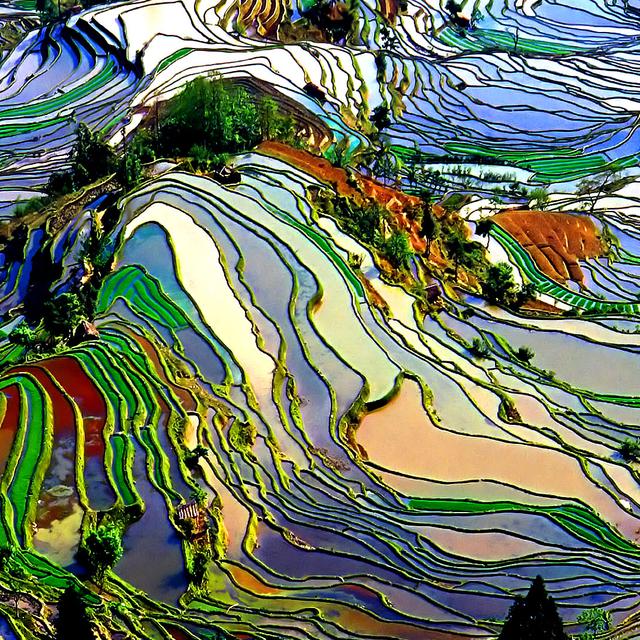 Le développement de l’agriculture et des rizières sur Terre. Rizières en cultures étagées pour profiter au maximum du terrain en dépit d’un relief important : non seulement l’Homme cultive mais il aménage aussi son espace. © Pengyou91, i-stock