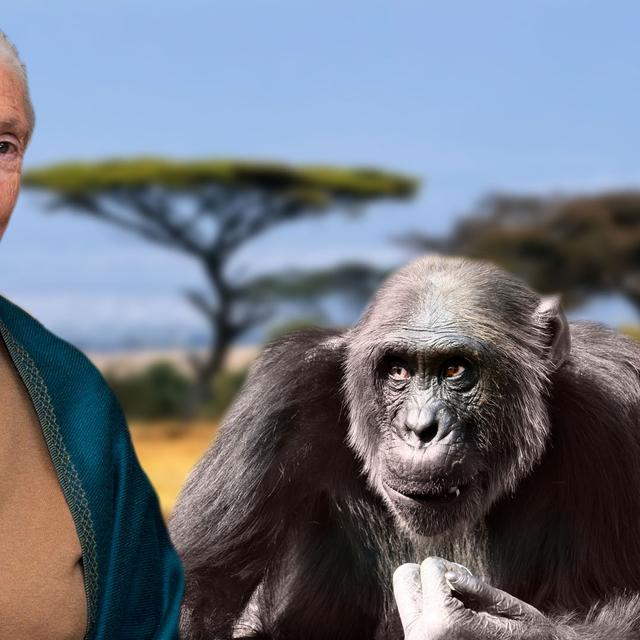 Jane Goodall est une primatologue, éthologue et anthropologiste britannique. Elle a consacré sa vie à l’étude des chimpanzés et publié de nombreux travaux qui ont transformé la vision que les Hommes se font des primates et des animaux en général. Dans les années 1960, en étudiant les chimpanzés du parc national Gombe, en Tanzanie, elle découvre, notamment, qu&#39;ils savent fabriquer un outil, en l&#39;occurrence un attrape-fourmis. Grande militante du droit des animaux, elle est messagère des Nations unies pour la paix. © Nick Stepowyj, Flickr, licence CC 2.0 ;&amp;nbsp;Martin Pettitt, Flickr, licence CC 2.0