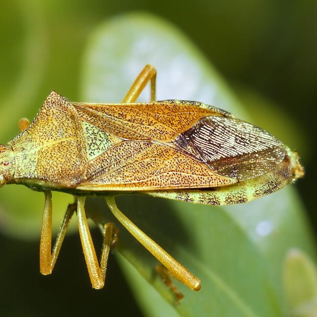 Les frères punaises de l&#39;espèce Gonocerus acuteangulatus. Ces jumeaux de l’espèce Gonocerus acuteangulatus sont âgés de deux heures seulement. Ils mesurent trois millimètres de longueur. © Kurt Wirz, 6e prix 2013, Olympus BioScapes Digital Imaging Competition, www.olympusbioscapes.com