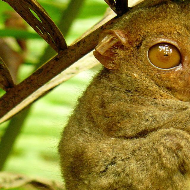Le tarsier des Philippines, petit primate au cou élastique. Le tarsier des Philippines (Tarsius syrichta) est, comme son nom l’indique, une espèce endémique des Philippines. Il est incapable de bouger ses yeux mais peut tourner sa tête de 180 degrés. C’est l’un des plus petits primates du monde. Poids : entre 120 et 140 g Taille : entre 8 et 16 cm © Roberto Verzo, Flickr, cc by 2.0