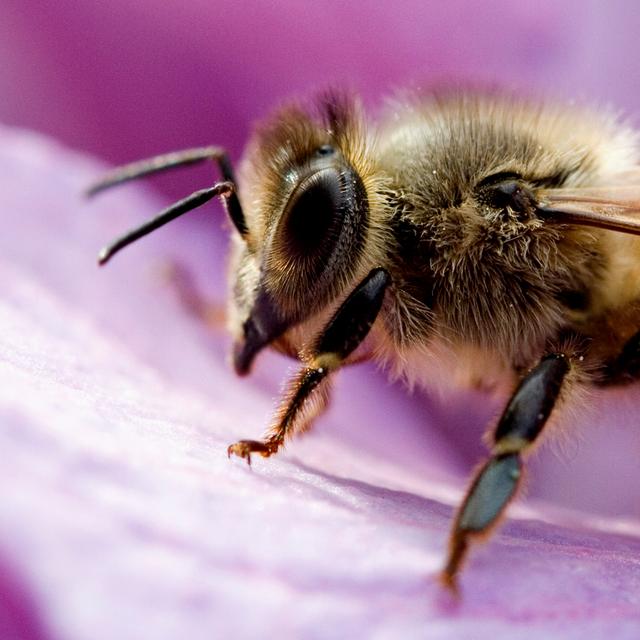 Abeille butinant. © Umberto Salvagnin - CC BY-NC 2.0